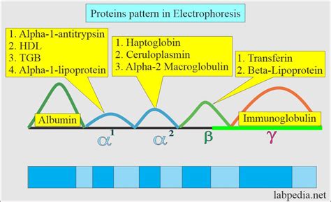 beta 1 globulin low|Understanding and Interpreting Serum Protein Electrophoresis.